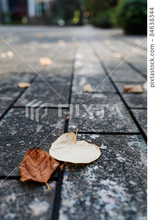 Deciduous leaves remaining on the stone pavement Deciduous leaves remaining on the stone pavement 84638344
