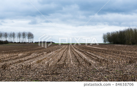 Landscape view over a harvested corn field at the Belgian countryside around Hakendover, Flanders, Belgium Landscape view over a harvested corn field at the Belgian countryside around Hakendover, Flanders, Belgium 84638706