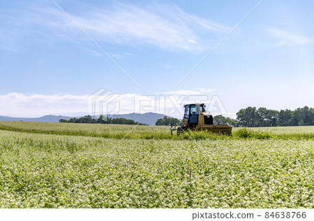 Soba flowers in summer Hokkaido 84638766