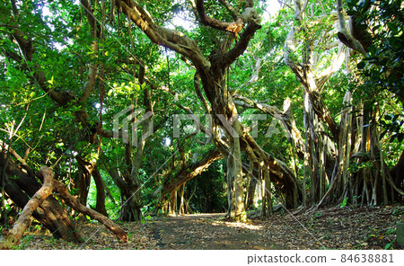 Banyan tunnel in the Yuyoshi village of Naze, Amami city Banyan tunnel in the Yuyoshi village of Naze, Amami city 84638881