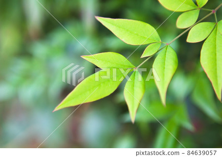 生長在里山樹蔭下的南葉 84639057
