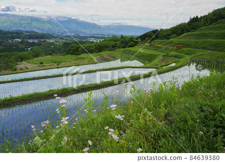 Rice terraces at the foot of the snowy mountain Rice terraces at the foot of the snowy mountain 84639380