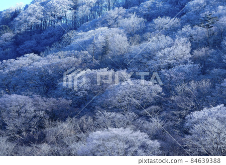 晨光刺破白霜的山毛櫸林,照出白色 晨光刺破白霜的山毛櫸林,照出白色 84639388