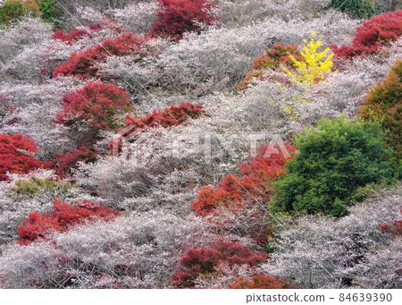 Autumn leaves of Shikizakura and maple in full bloom Autumn leaves of Shikizakura and maple in full bloom 84639390