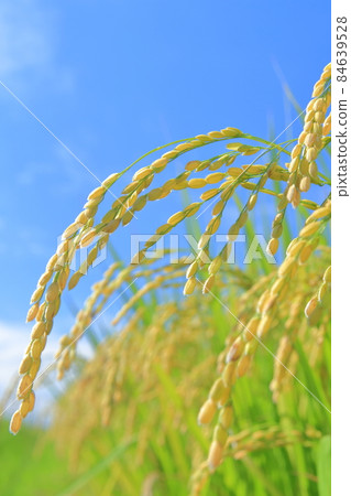 頭隨著長大而垂下的稻穗 84639528