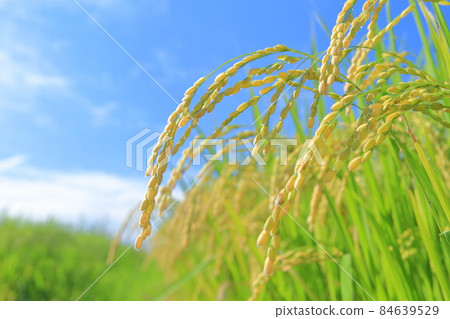 Rice cultivated in plants Rice cultivated in plants 84639529