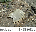 Beach turtle shell 84639611