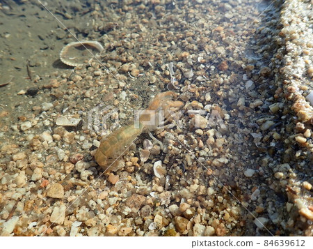 Anajaco Anajaco 84639612