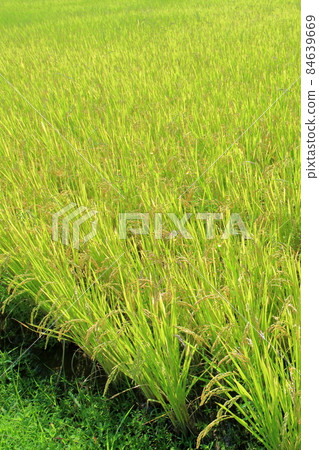 Rice cultivated in plants 84639669