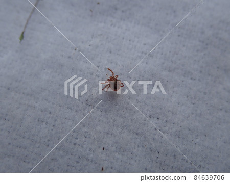 Tick 84639706