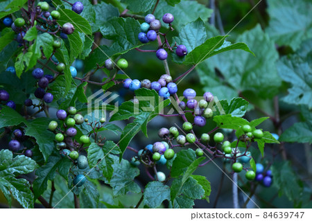 葡萄coignetiae 84639747