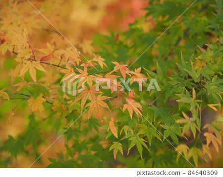秋天的樹葉 秋天的樹葉 84640309