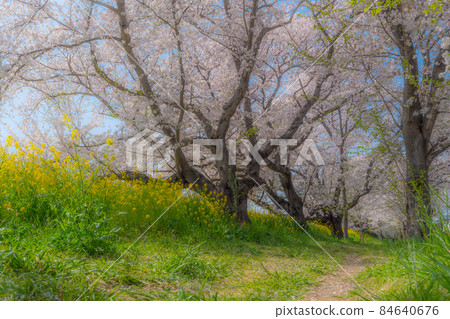 [Sakura Famous Place] Saitama Prefecture Kumagaya Sakura Tsutsumi Cherry Blossom Trees Soft Focus Easy Image 84640676