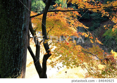 在 Fudasho 55(岐阜縣伊比郡伊比川町谷組華嚴寺)的紅葉漫步 在 Fudasho 55(岐阜縣伊比郡伊比川町谷組華嚴寺)的紅葉漫步 84640925