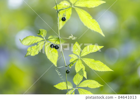 Ama Cha Shuul Sapporo 84641013