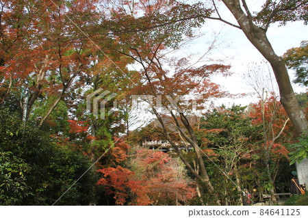 京都音羽山清水寺的秋葉 京都音羽山清水寺的秋葉 84641125
