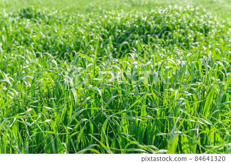 草的一側 84641320