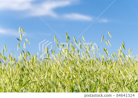 Oates Hay and the blue sky Oates Hay and the blue sky 84641324