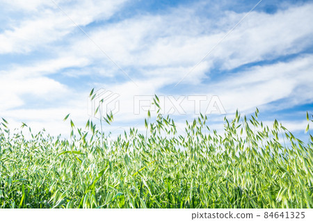 Oates Hay and the blue sky 84641325