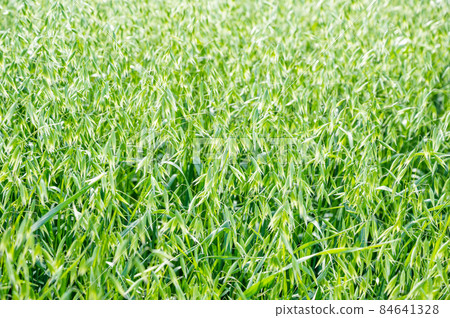 Oates Hay 84641328