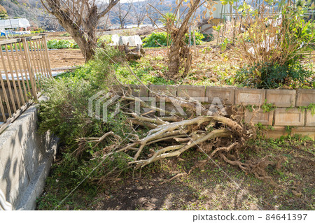 Logging of garden trees 84641397