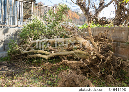 Logging of garden trees Logging of garden trees 84641398