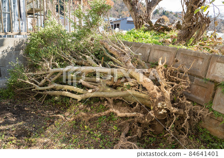 Logging of garden trees Logging of garden trees 84641401