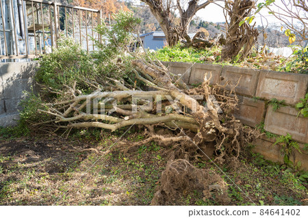 Logging of garden trees 84641402