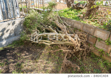 Logging of garden trees 84641404