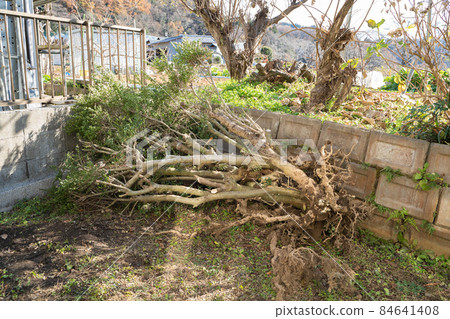 Logging of garden trees Logging of garden trees 84641408