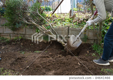 Logging of garden trees Logging of garden trees 84641466