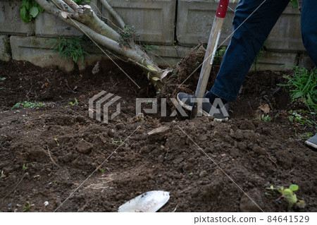 Logging of garden trees 84641529