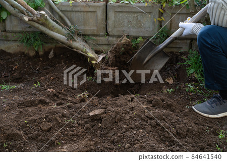 Logging of garden trees 84641540