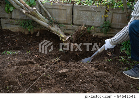 Logging of garden trees 84641541