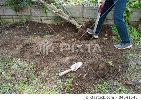 Logging of garden trees 84641543