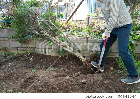 Logging of garden trees 84641544