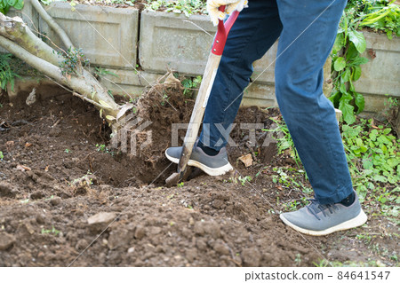 Logging of garden trees Logging of garden trees 84641547