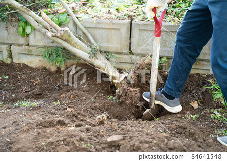 Logging of garden trees Logging of garden trees 84641548