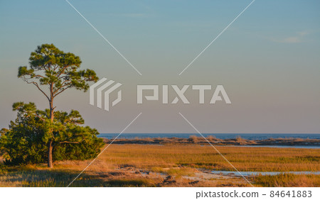 The Marsh in Hunting Island State Park. On the Atlantic Ocean, Hunting Island, Beaufort County, South Carolina 84641883