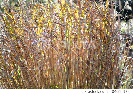 初冬的芒草(細) 初冬的芒草(細) 84641924