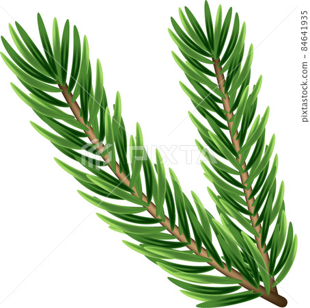 Pine tree branches isolated on white. Vector illustration. 84641935