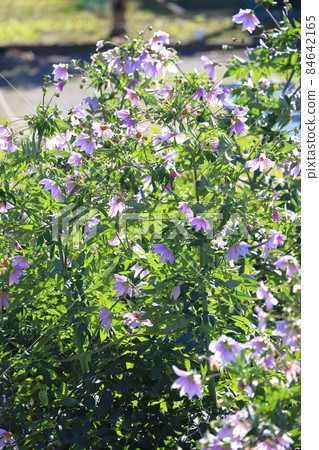 達里亞皇帝盛開 84642165