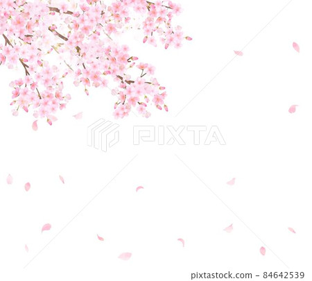 美麗絢麗的櫻花盛開，花瓣散落在春天的白色背景框矢量素材插畫 84642539