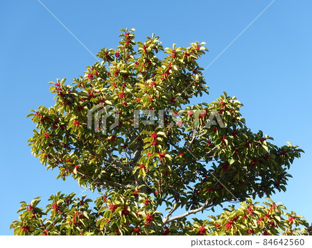 Ilex rotunda (for lucky charms, etc.) 84642560