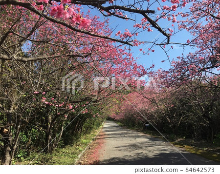 Cherry Blossoms	 84642573