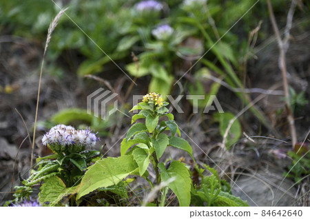 Rebunt Saussurea and Miyama Akinokirinsou 84642640