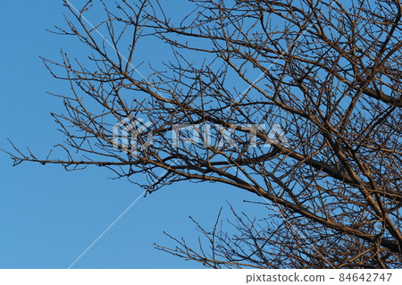 Winter image (dead tree) 84642747