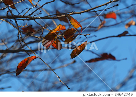 Winter image (dead tree) 84642749