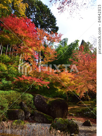 Autumn leaves of Hikosan Daigongen Yunotani Betsuin 84642815