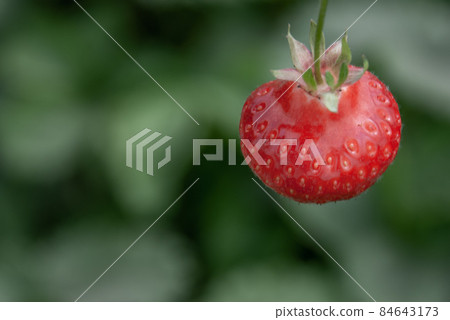 Fresh ripe organic strawberry on the branch, garden fruit isolated. Fresh ripe organic strawberry on the branch, garden fruit isolated. 84643173